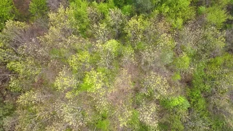 Aerial footage of forest in spring Stock Footage 142836735