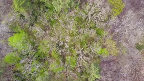 Aerial footage of forest in spring 動画素材 142836786
