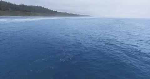 Aerial footage of a gray whale at Ruby Beach, Olympic National Park, Washington Stock Footage 123827454