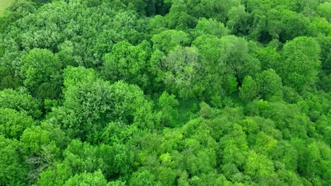 Aerial footage of a green vibrant forest Stock Footage