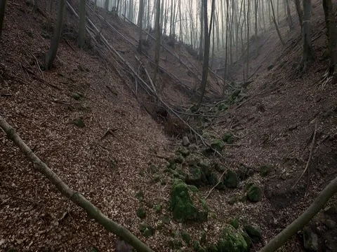 Aerial footage inside a forest between trees Stock Footage 71083920