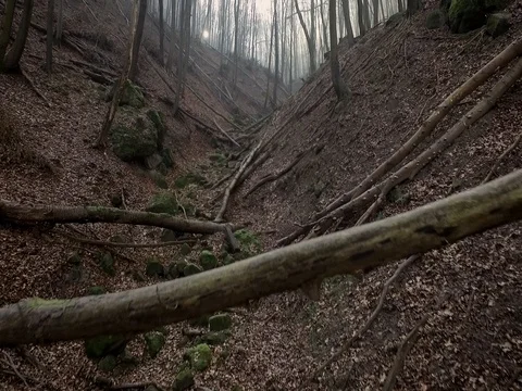Aerial footage inside a forest between trees Stock Footage 71084238