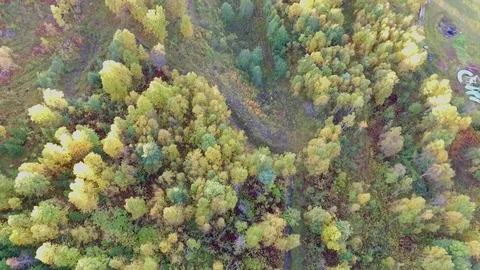 Aerial footage of the intersection between the forest and cropland Stock-Footage 81268405