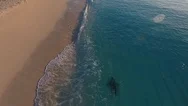 Aerial Footage Of A Large Bull Shark Swimming Next To The Beach Stock Footage