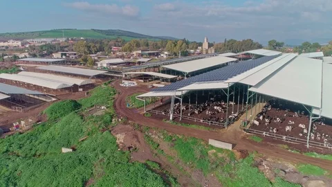 Aerial footage of a large scale dairy farm with many cows under roofs Stock Footage