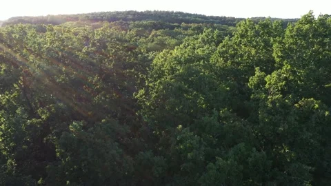 Aerial footage. Leafy treetops illuminated by the golden setting sun. Stock Footage