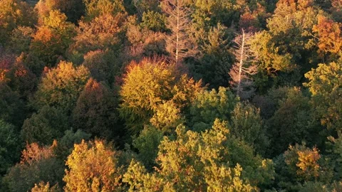 Aerial footage. Leafy treetops illuminated by the golden setting sun. Stock Footage