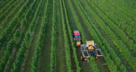 Aerial footage of machine grape harvest in vineyard Stock Footage 95118068