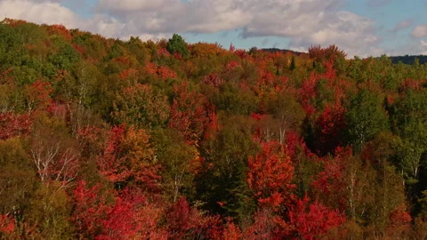 Aerial footage of maple leaf forest at autumn Stock Footage 163742012