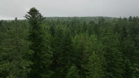 Aerial footage moving forward through forest Stock-Footage 263679962