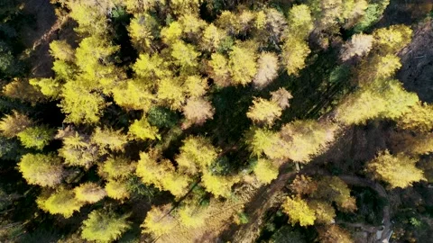 Aerial Footage Over A Forest In Autumn Colors, Engadin, Switzerland Stock Footage