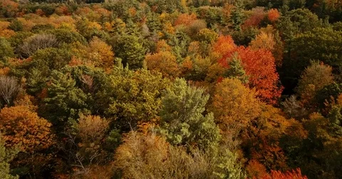 Aerial footage over a forest changing brilliant autumn colors. 스톡 동영상 81152787