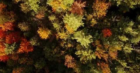 Aerial footage over a forest changing brilliant autumn colors. Stock Footage 81153341