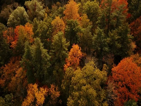 Aerial footage over a forest changing brilliant autumn colors. Vidéo 81153483