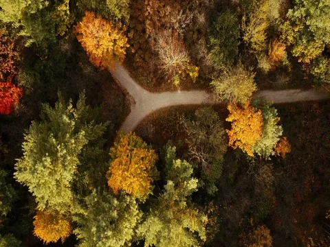 Aerial footage over a forest changing brilliant autumn colors. Vídeos de archivo 81153566