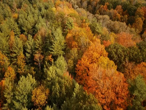 Aerial footage over a forest changing brilliant autumn colors. 스톡 동영상 81153838