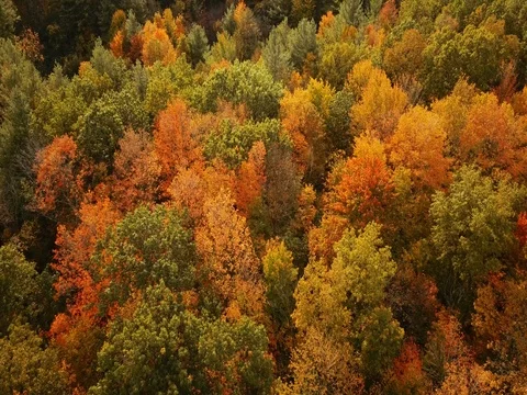 Aerial footage over a forest changing brilliant autumn colors. Vídeos de archivo 81154317