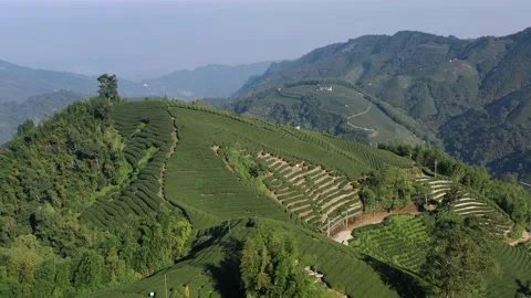 Aerial Footage over Tea fields in Nantou County, Taiwan Vídeo Stock 157149266