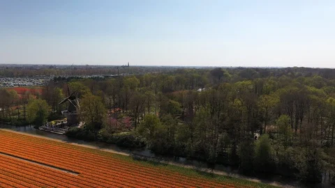 Aerial footage over tulip fields with windmill in Holland Stock Footage 106937161