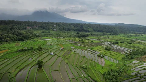 Aerial footage of rice fields on the background of Mount Agung on cloudy day. Stock Footage 285987013