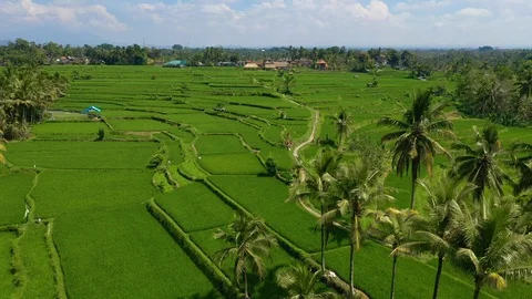 Aerial Footage of Rice Fields in Bali Stock Footage 125158853