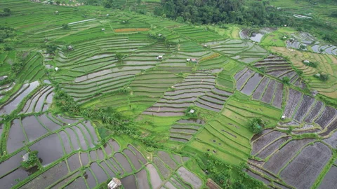 Aerial footage of rice fields on cloudy day. Bali, Indonesia. Stock Footage 285987091
