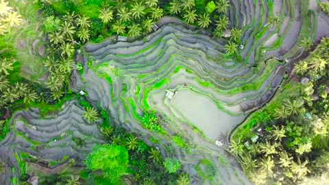 Aerial Footage of Rice Terrace Tegalalang (Bali) Stock Footage