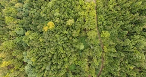 Aerial footage of road in a pine forest Stock Footage