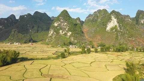 Aerial footage showcasing the patchwork of golden rice fields bordered by lush Stock Footage 346665145