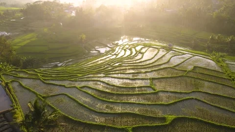 Aerial footage of terraced rice fields with yellowish light in the afternoon Stock Footage 258317407