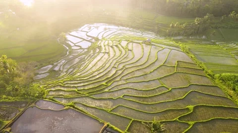 Aerial footage of terraced rice fields with yellowish light in the afternoon Video stock 258317598