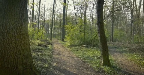 Aerial Footage through Forrest Stock Footage 75371680