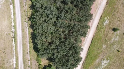 Aerial Footage of Trees Stock Footage 243446386