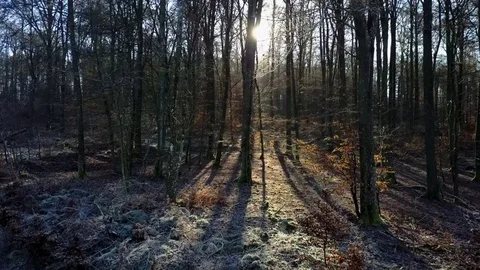 Aerial footage of trees in a winter forest Stock Footage 71069433