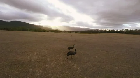 Aerial footage of two emu's walking together near sunset. Stock Footage 68204580