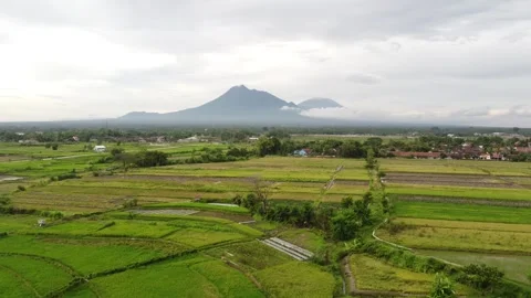 Aerial footage of views of Mount Merapi and Merbabu from the rice fields Stock Footage 292282482