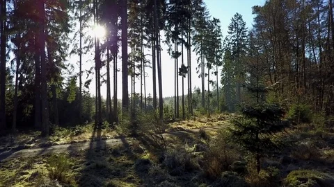 Aerial footage of walking path in winter forest Stock Footage 71069347