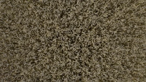 Aerial footage of wheat field pattern from top-down perspective Stock Footage 263481159