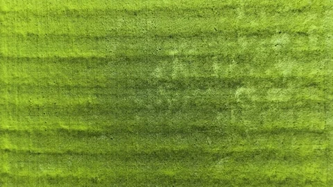 Aerial Footage of Wind Patterns Across Green Meadow Stock Footage 336799359