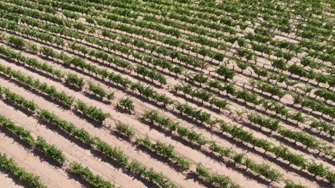 Aerial footage of wine grape fields in Rioja Spain showing neat rows and su.. Stock Footage 316237972