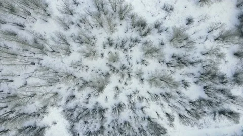 Aerial footage. winter empty forest with bare trees Stock Footage 145302048