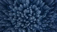 Aerial Footage Of Winter Fir Tree Forest In The Mountains. View From Above Of Stock Footage