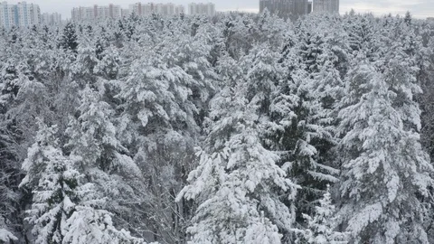 Aerial footage of  winter forest. Drone flies over snowy fir-tree tops, Lapland. Stock Footage 122693553