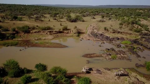 Aerial footage of Zebra 스톡 동영상 77326021