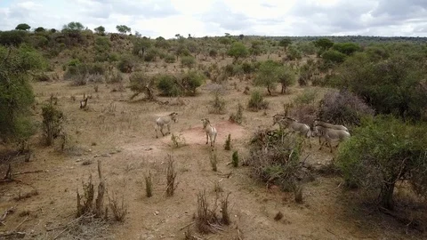 Aerial footage of Zebra Vidéo 77327477