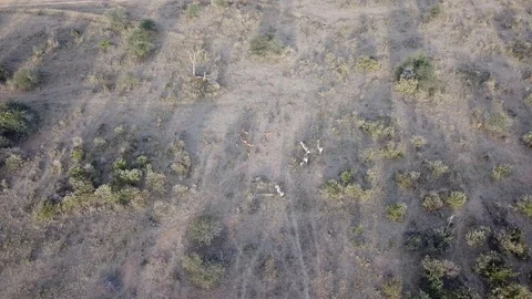 Aerial footage of Zebra Vidéo 95965788