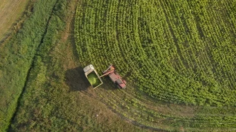 Aerial: forage harvester cuts the corn into the truck-trailer Vídeos de archivo 146507674