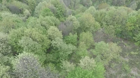 Aerial forest and grass Stock Footage 188541753