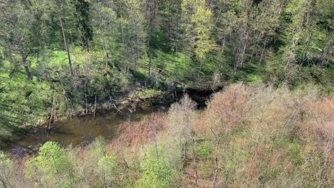 Aerial of forest and stream Stock Footage 203203258