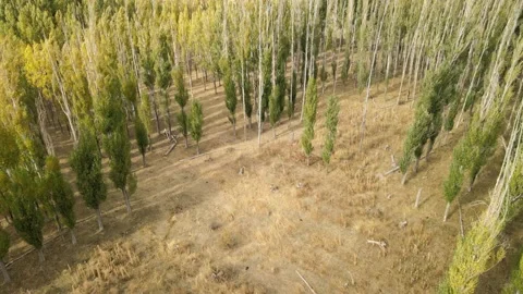 Aerial forest autumn Stock Footage 238741730